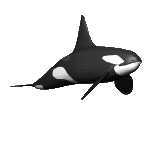 Orca
